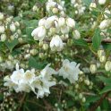 Deutzia x rosea 'Multiflora' P1D (2)